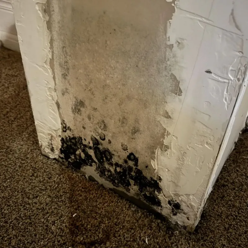 Professional Mold Removal in Roxana, IL
